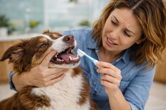 5 Common Mistakes in At-Home Dental Care for Dogs (And How to Fix Them)