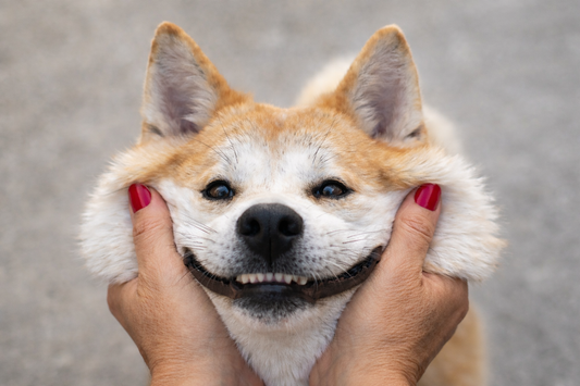 Dental Disease in Dogs: How to Spot the First Signs?