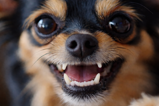 Puppy Dental Care 101: How to Start Healthy Habits Early