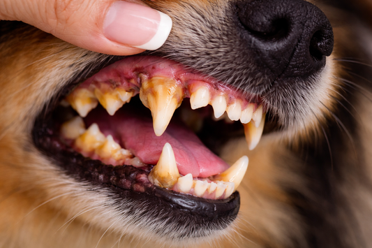 Why Plaque Keeps Coming Back on Your Dog’s Teeth (And How to Stop It)
