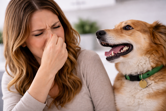 Why Your Dog Still Has Bad Breath (And How to Fix It)