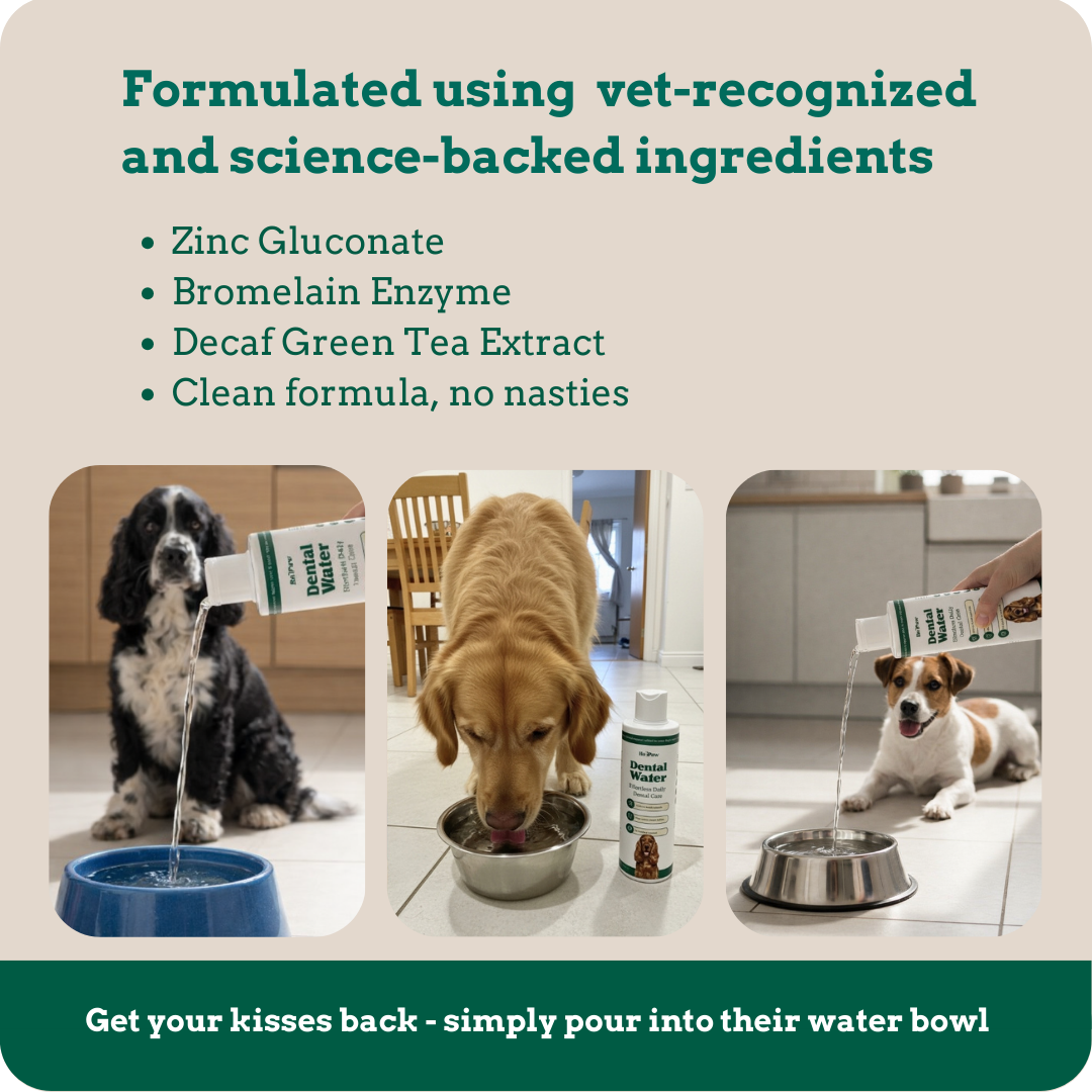 Holipaw Dental Water