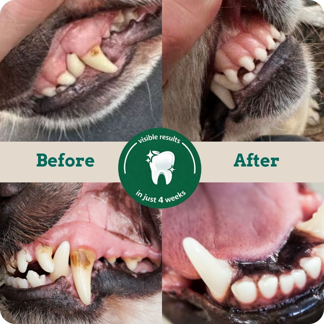 Holipaw Dental Chews