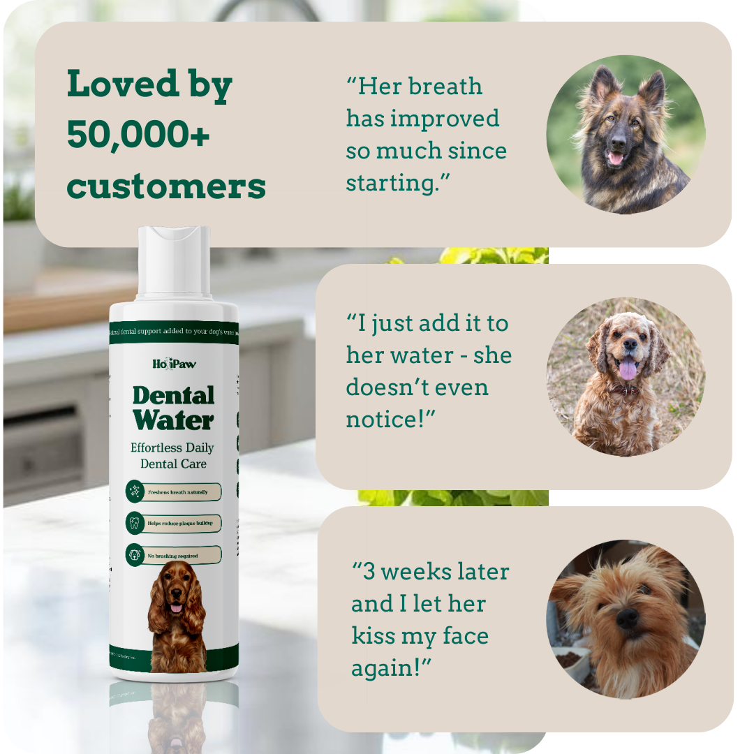 Holipaw Dental Water