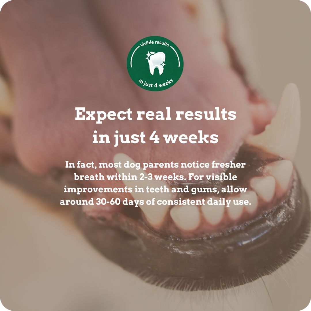 Holipaw Dental Chews